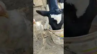 Calf ando Chicken in the farm #short #animals #4k