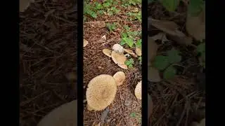 Mushrooms
