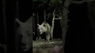 BURSA ULUDAĞ’DA DEV BOZ AYI! GIANT BEAR IN TURKEY