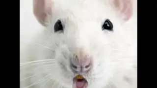 Miley Cyrus - Wrecking Ball mouse