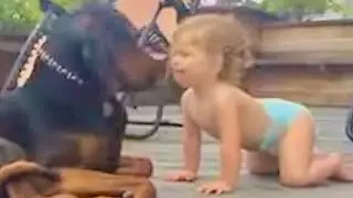Curious little baby and big, patient dog: Precious #babyandpuppy