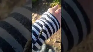 зубы