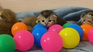 Cute Tiny Kittens Meow Loudly and Play with Balls