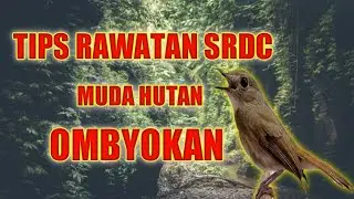 Rawatan srdc muda hutan ombyokan