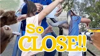 Feeding Friendly Animals from a Wagon Ride! 🦬🦘🐂 The Farm at Walnut Creek Adventure