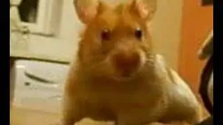 harry the hamster happy birthday video 