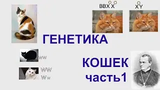 Генетика организмов: Кошки:часть1