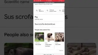 Pig’s scientific name