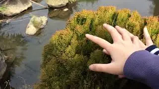 Petting an unusually bouncy tree