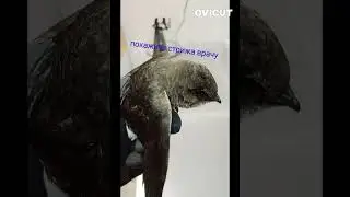 нашел стрижа - помоги ему,без тебя он не выживет#птица #спасистрижа #birds