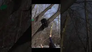 ПИТБУЛЬ РАССЕКЛА ГОЛОВУ. ведь это фаина питбуль