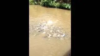 ປາໃຫຍ່