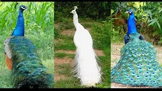 New Black Blue and white peacock sound 4k | Beautiful animal mor peafowl bird calls 2024