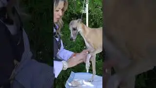 How to Chalk A Very Short Smooth Coated Dog #dogcompetitions #dogshow #grooming #whippet