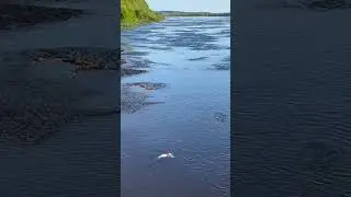 Фидер опять откладывается