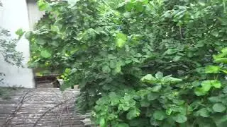 Виноград на беседке - лучшая формировка. Везде и всегда урожай!