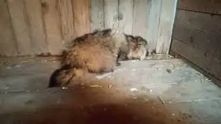 Я выпустил его на свободу