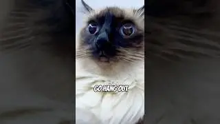 Hanging out wtih friends. #cat #cats #meow #capcut #reels #funny #shorts #bad #jokes #hi