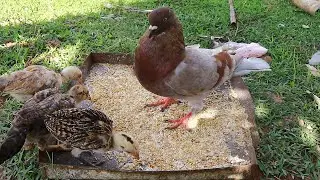 Pigeon eggs placed under the hen  See how the hen raised the baby pigeons 2022