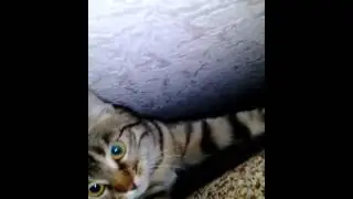 Упоротая кошка