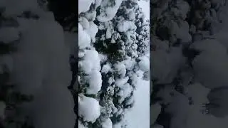 Спасаем туи от снега #рекомендации #2024 #словопацана