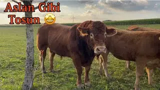 Belçika Tosunu, Mübarek Aslan Sanki