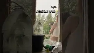 АНТОХА И ГРОМ 😇⚡️ #котантоха кот и гром