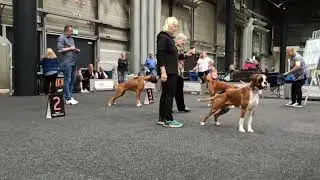 Top 3 Boxers at the CACIB Oldenburg dog show