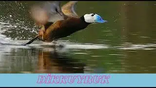 WhatsApp Video 2021 02 12 at 21 27 19