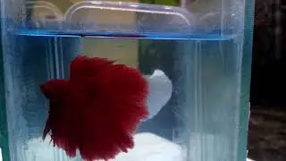 Betta halfmoon super red grade /// cupang red halfmoon