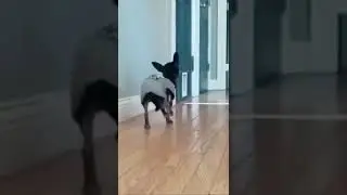 Лучшая собака