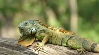 Lizards,  Iguana