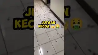 pria ini hidup dengan ribuan kecoa 😱 #shorts #viralshorts #tahukahkamu