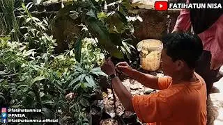 Kepang Pohon Nangka | Jackfruit Tree Braids
