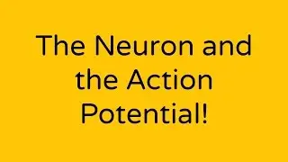 The Neuron and the Action Potential!