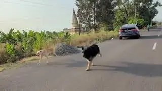 Simba.. The Lion King