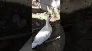 quak quak