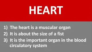 10 Lines on Heart in English | Essay on Heart | Few Lines on Heart in English | Speech on Heart