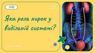 Яка роль нирок у видільній системі?