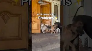 Do your dogs have pawblems and quirks? #dogsofyoutube