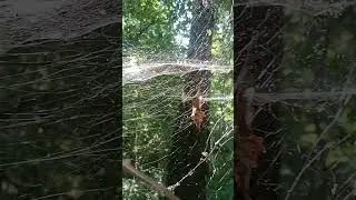 Ниты прекрасной паутины