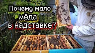 Пчеловодство [ Почему мало меда в надставке?]