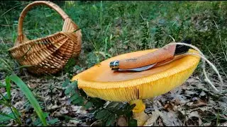 По следам Мухоморов! Царские Грибы 2020