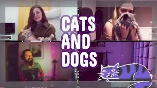 Funny cats and dogs stories from our Discord #community