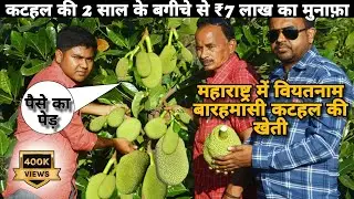 Vietnam Barahmasi Jackfruit Farming in Maharastra || Earned 7-Lakh in 2-Year's Jackfruit Farm.