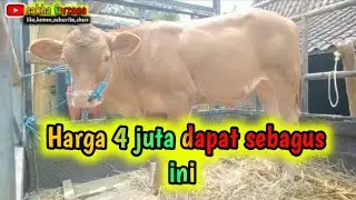 HARGA 4 JUTA DAPAT SEBAGUS INI