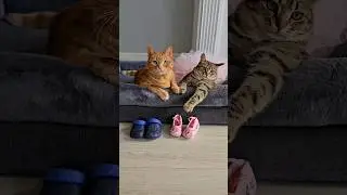 Подарок 