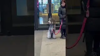 Первый раз вижу такого пуделя. Или хуй знает..что это за порода? Кто шарит? 