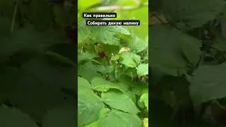 Как правильно собирать дикую малину #малина