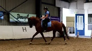 Wie rijd er op Maybelinne??😱😍 + trainen voor online wedstrijd | Daniella van der Werf